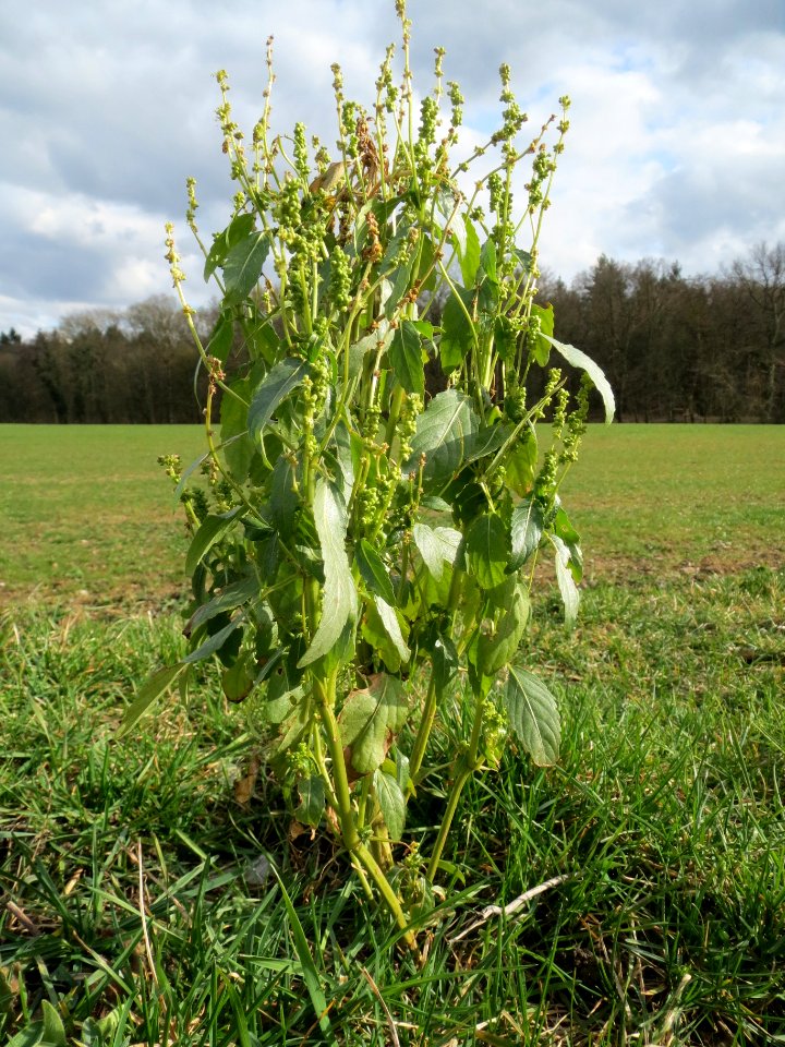 20140227Mercurialis_annua_Altlussheim1