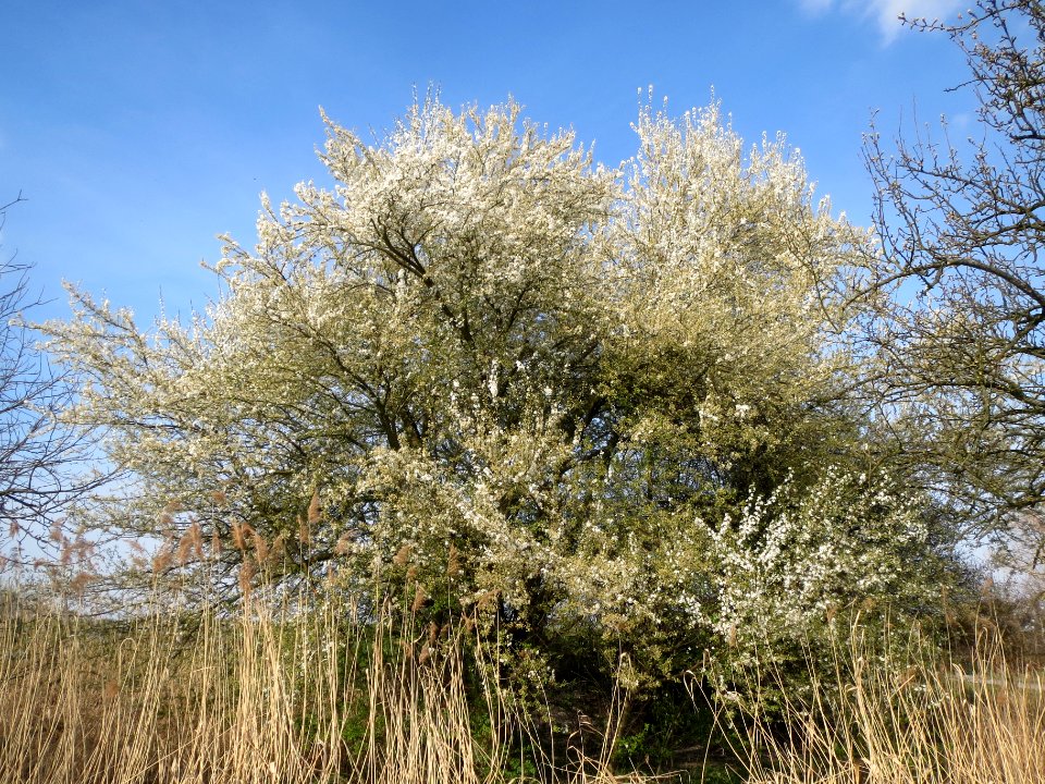 20140317Prunus_cerasifera_Hockenheimer_Rheinbogen4