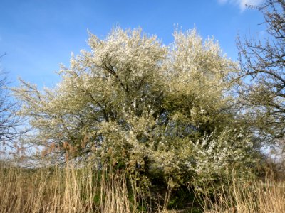 20140317Prunus_cerasifera_Hockenheimer_Rheinbogen4