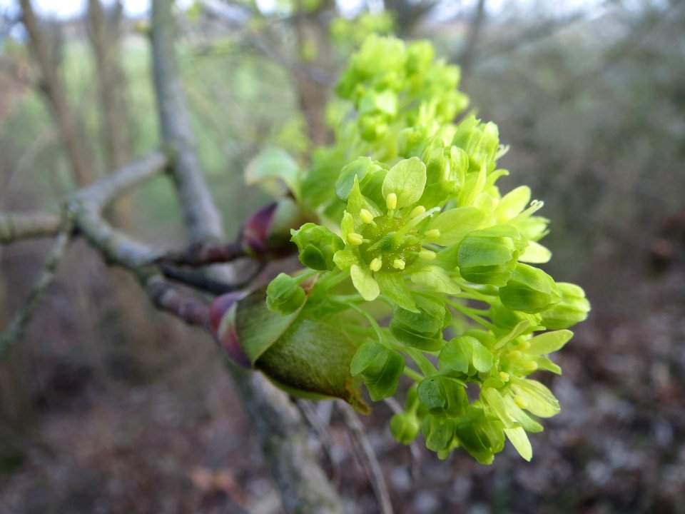 20140317Acer_platanoides8