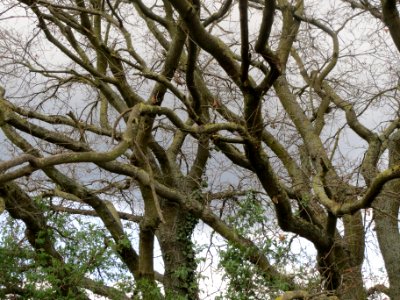 20140323Quercus_robur