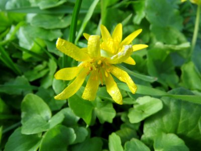 20140319Ficaria_verna1