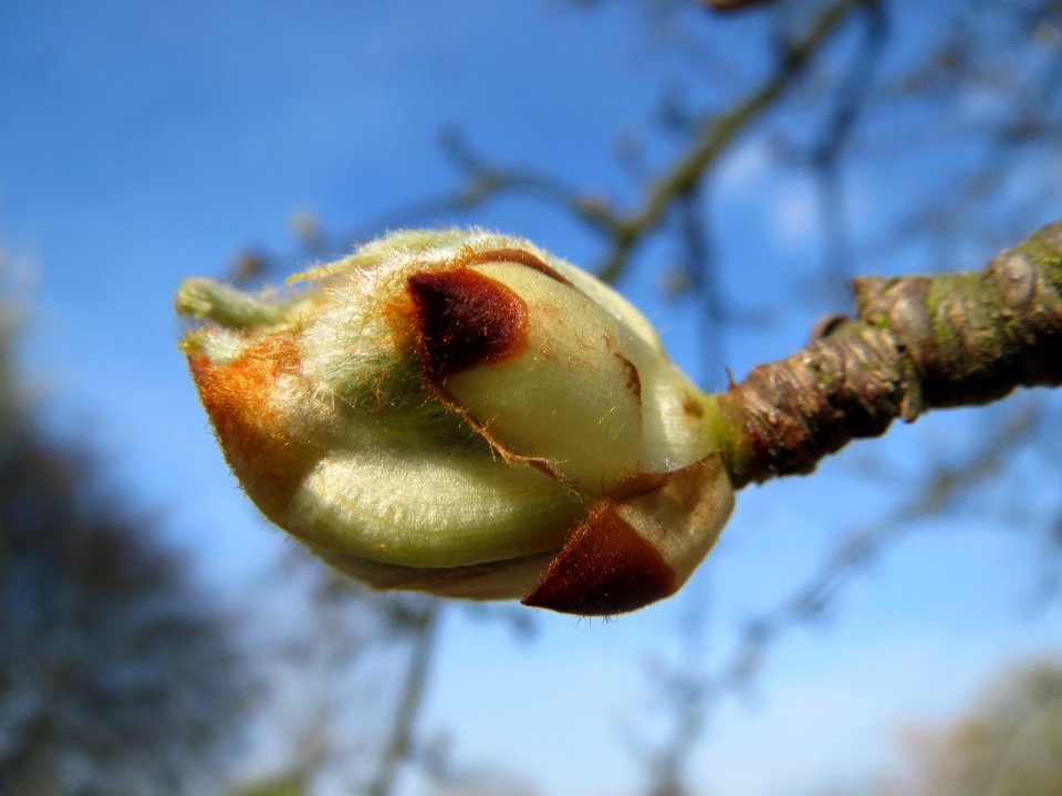 20140317Birne_Hockenheim3