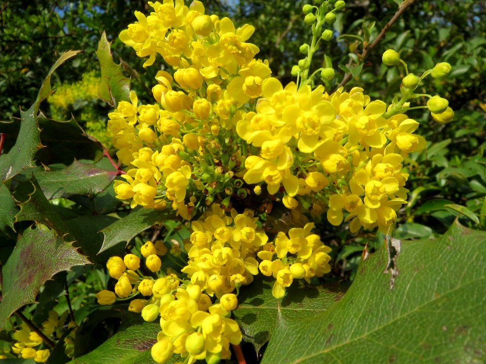 20140317Mahonia_aquifolium4