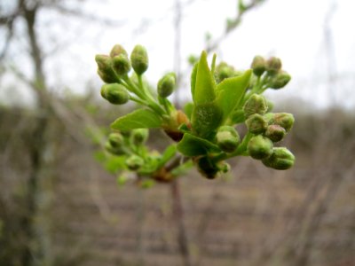 20140318Prunus_avium2