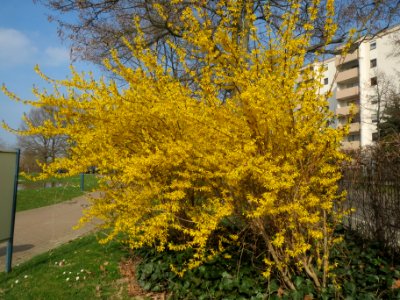 20140317Forsythie_Hockenheim