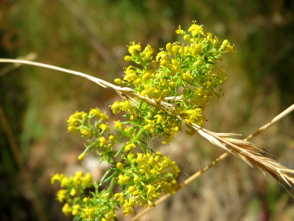 20140625Galium_verum2