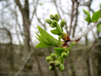 20140318Prunus_avium1