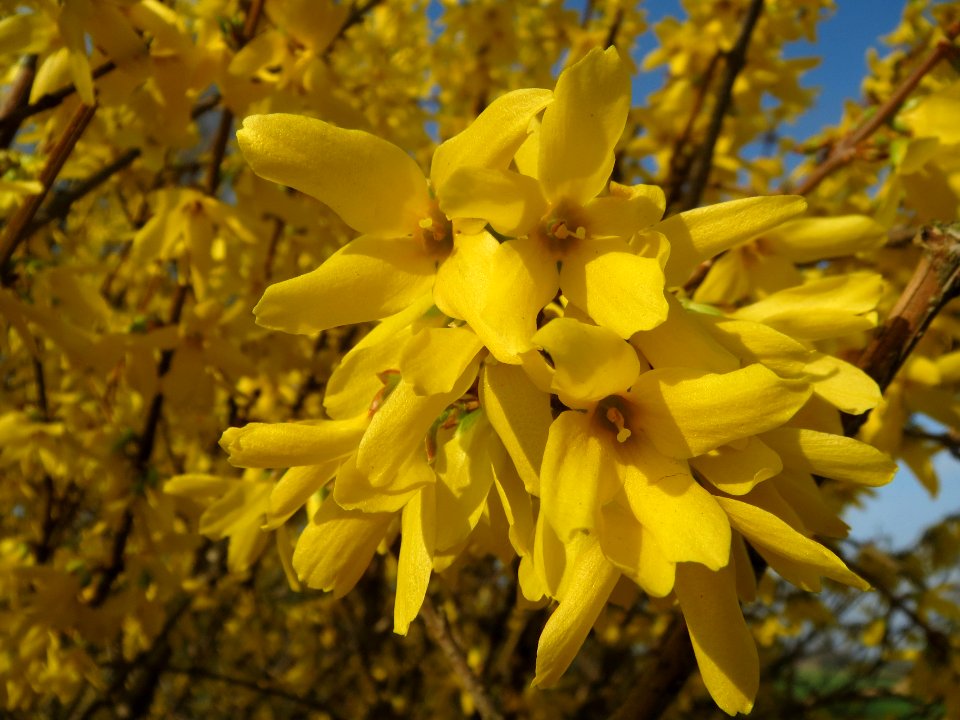 20140317Forsythie_Hockenheimer_Rheinbogen2