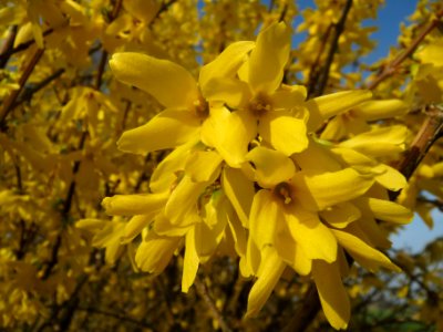 20140317Forsythie_Hockenheimer_Rheinbogen2