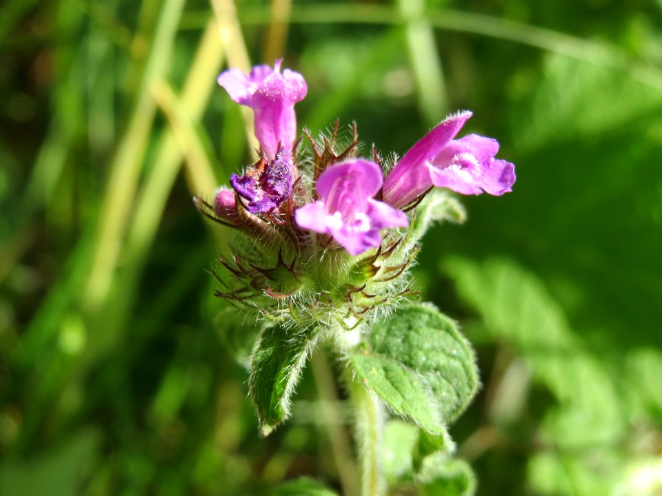 20140625Clinopodium_vulgare3