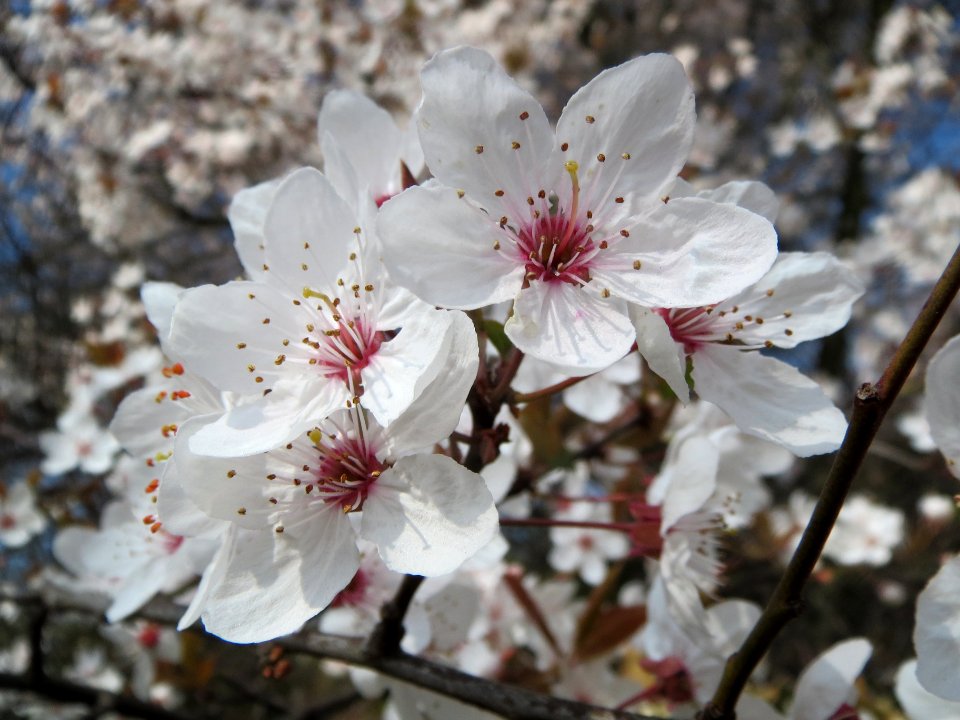 20140317Prunus_cerasifera_Hockenheim2