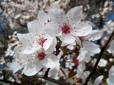20140317Prunus_cerasifera_Hockenheim2