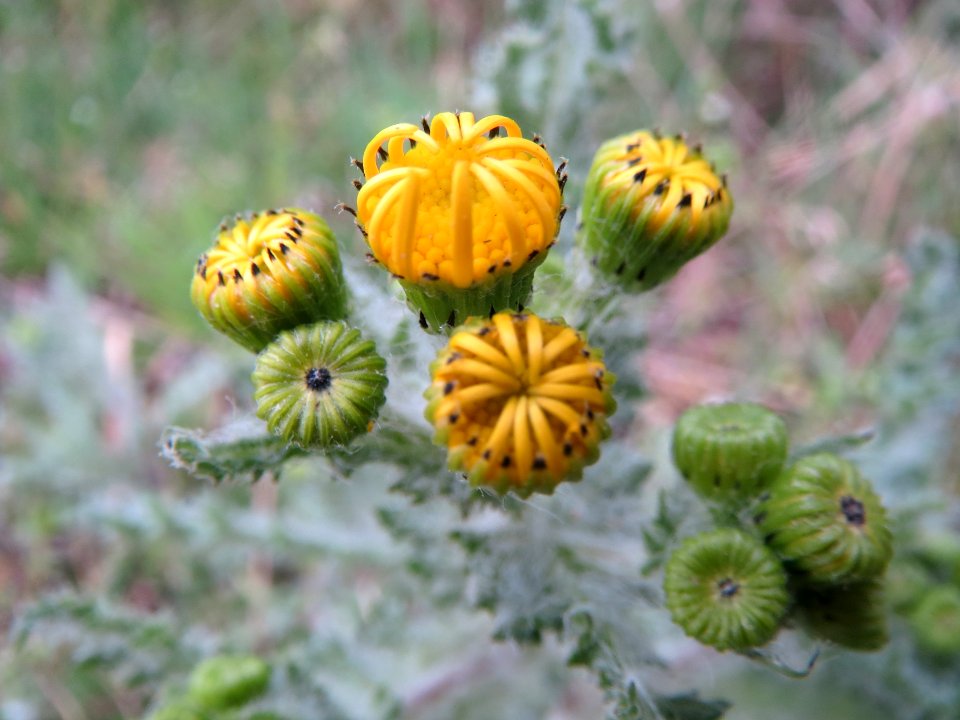 20140318Senecio_vernalis3