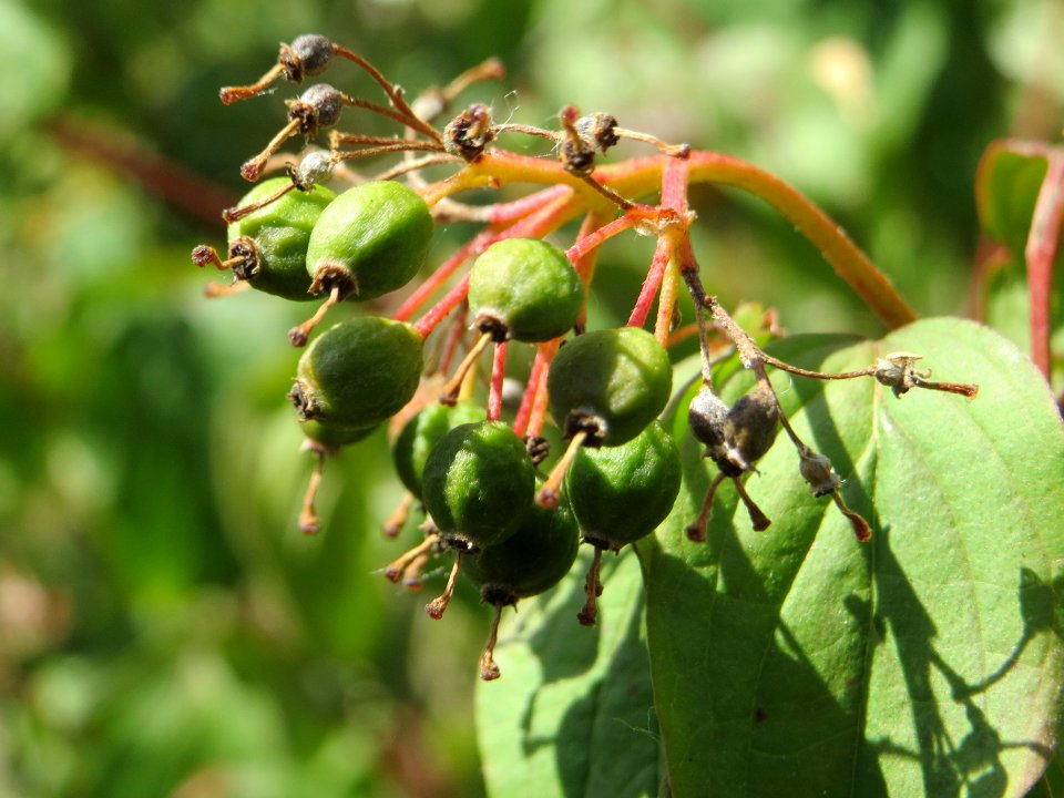 20140625Cornus_sanguinea2