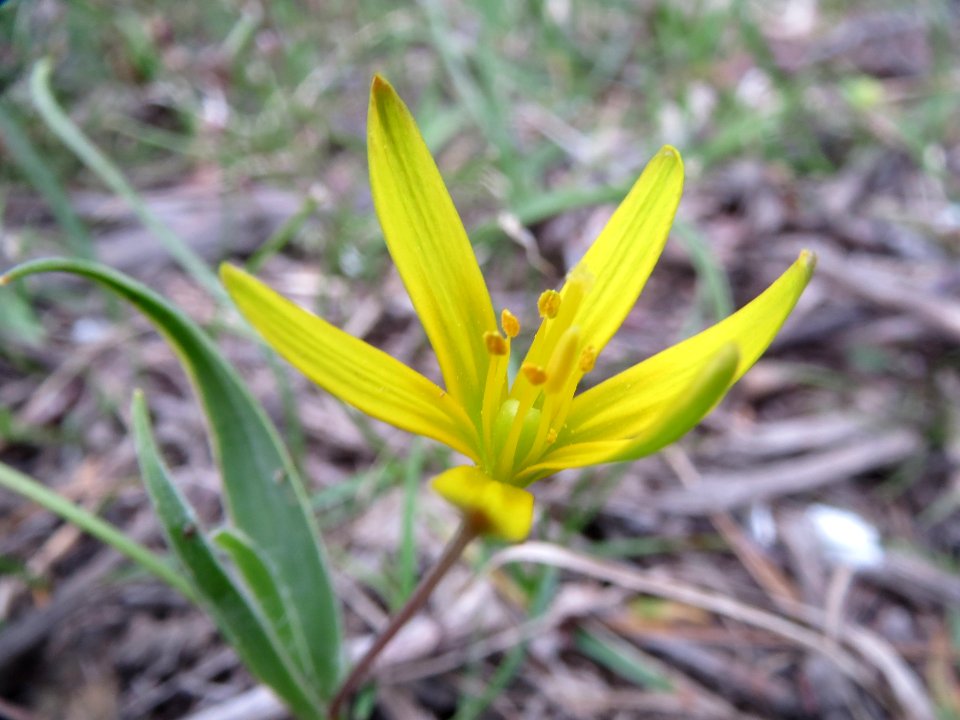 20140318Gagea_villosa3