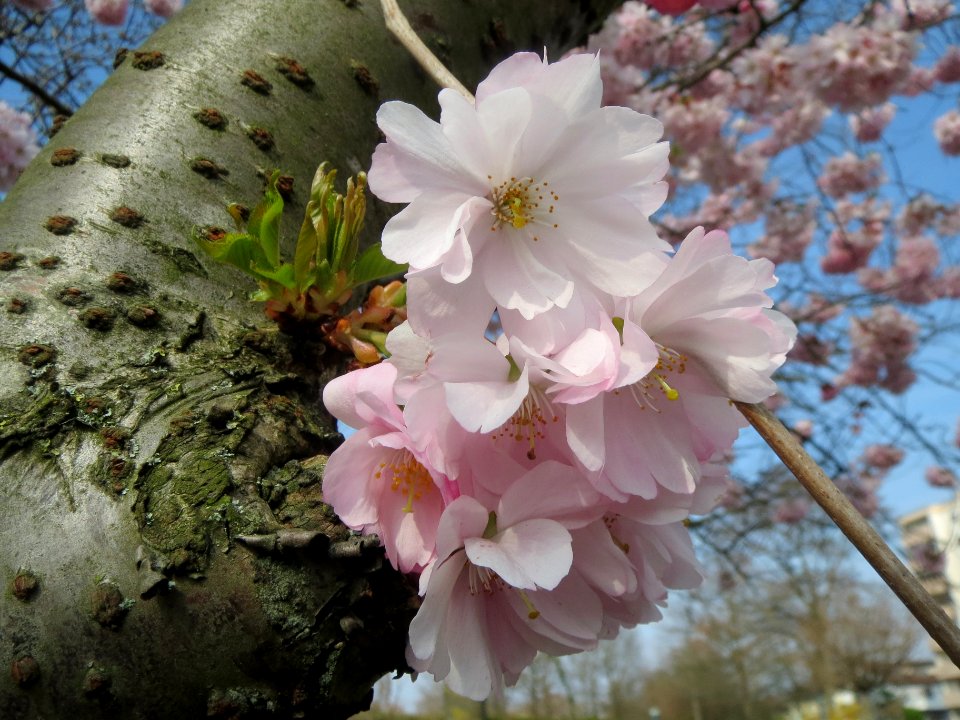 20140317Prunus_serrulata4