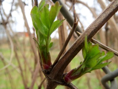 20140319Clematis_vitalba2
