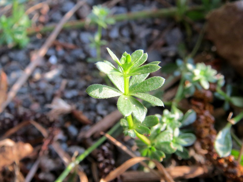 20140317Galium_mollugo2