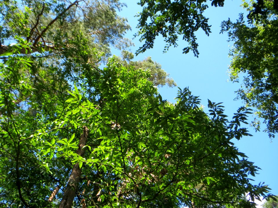 20140625Castanea_sativa
