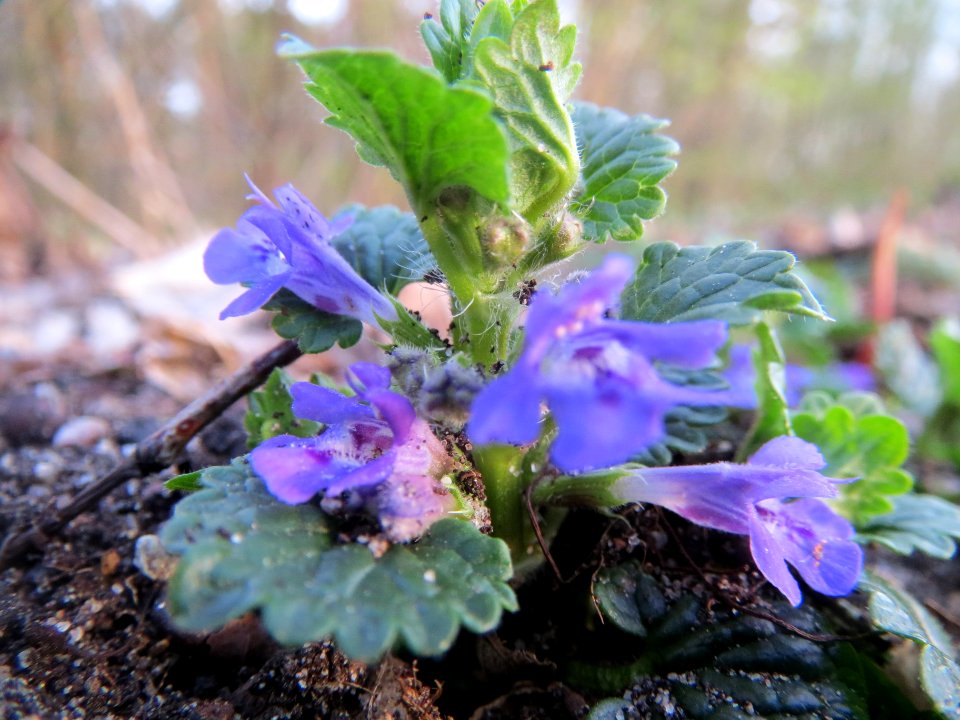 20140319Glechoma_hederacea3