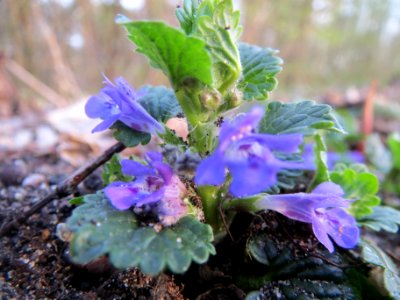20140319Glechoma_hederacea3
