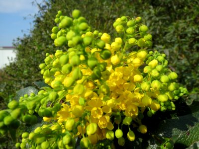 20140317Mahonia_aquifolium1