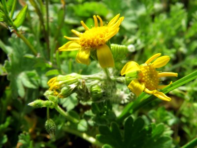 20140323Senecio_vernalis2