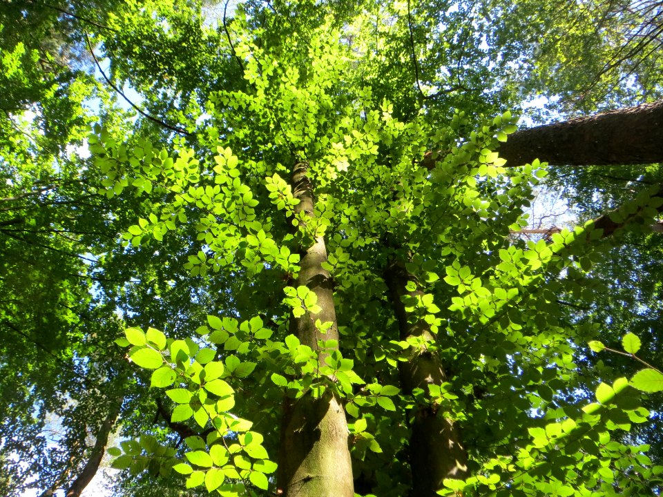 20140625Fagus_sylvatica2