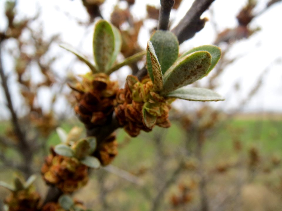 20140318Hippophae_rhamnoides1