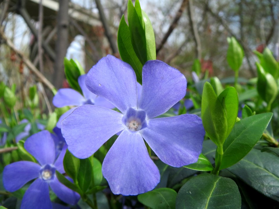 20140319Vinca_minor2