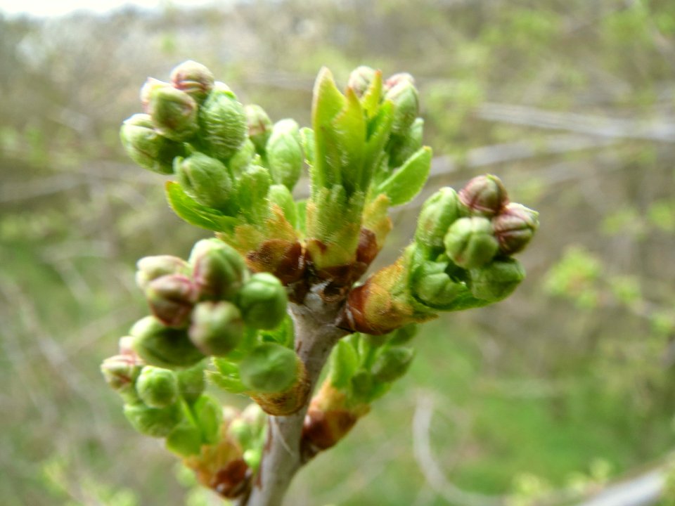 20140318Prunus_avium5