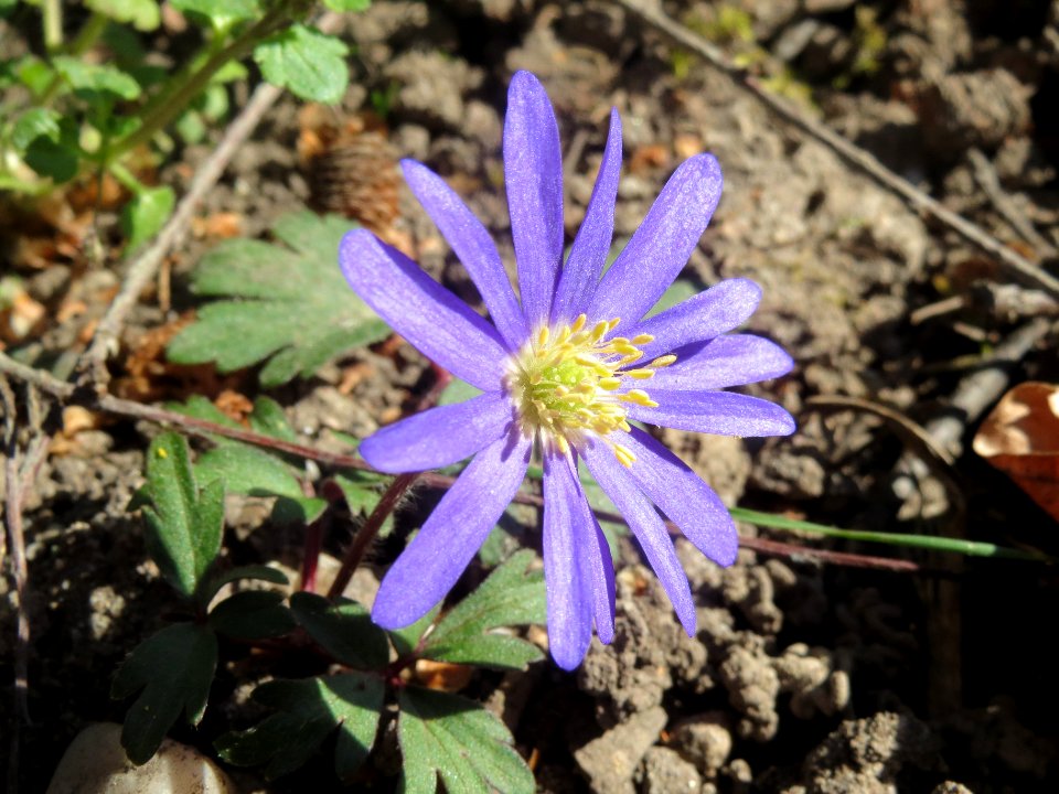 20140320Anemone_blanda3