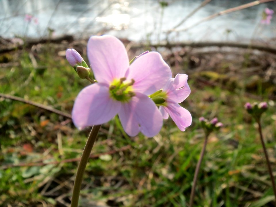 20140316Cardamine_pratensis07