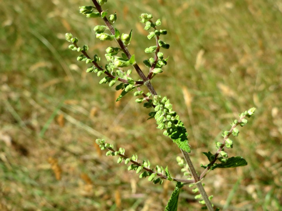 20140625Teucrium_scorodonia