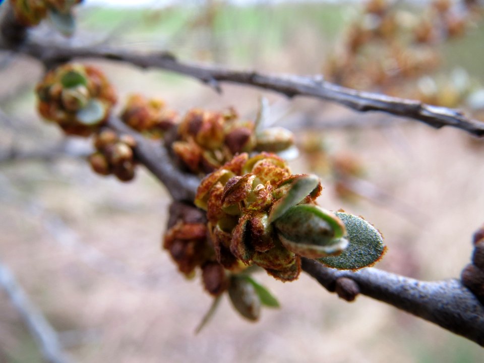 20140318Hippophae_rhamnoides2