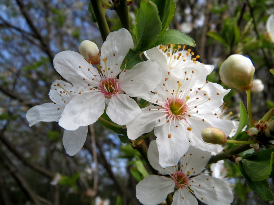 20140317Prunus_spinosa1