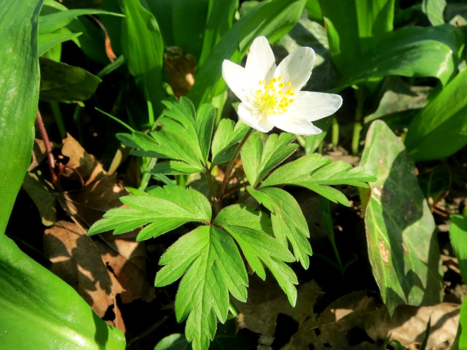 20140316Anemone_nemorosa7