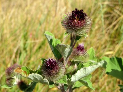 20140626Arctium_tomentosum2