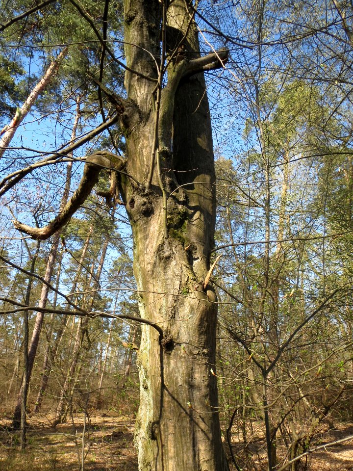 20140320Carpinus_betulus03