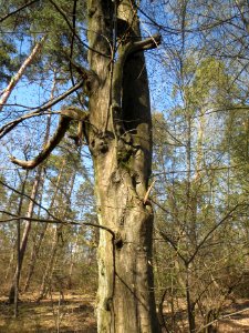 20140320Carpinus_betulus03