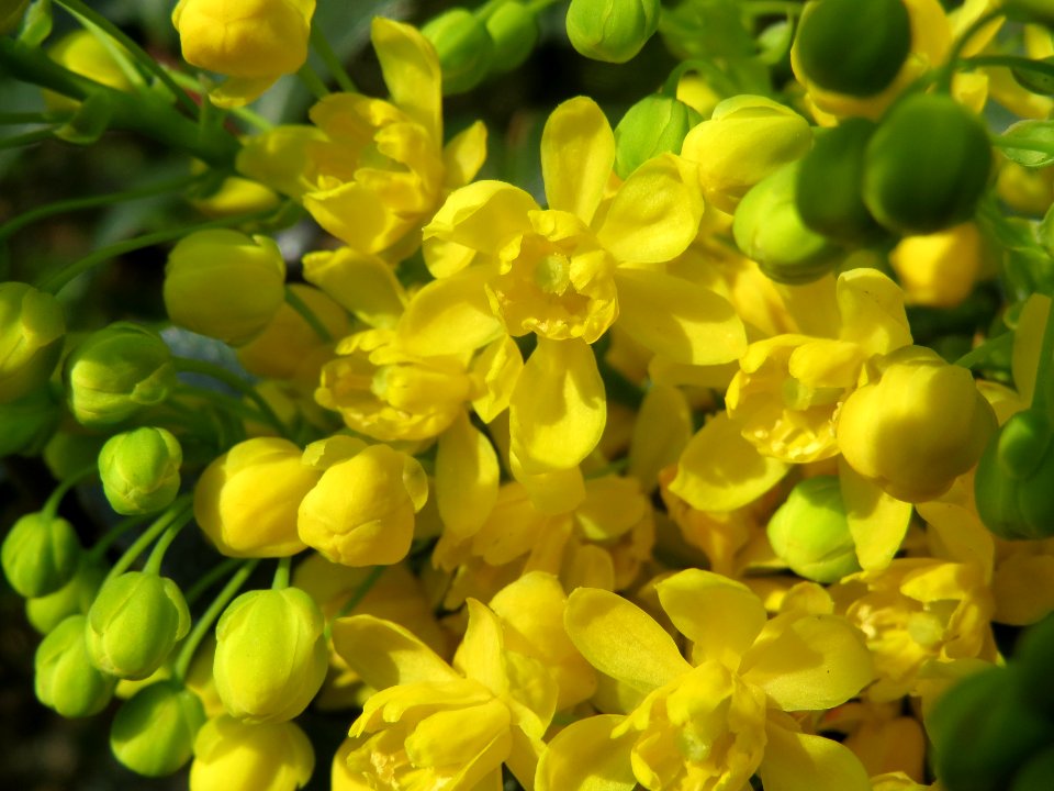 20140317Mahonia_aquifolium2