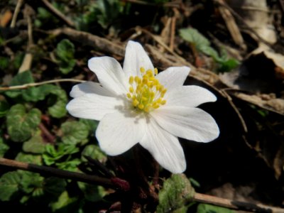 20140316Anemone_nemorosa1
