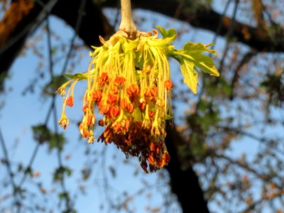 20140320Acer_negundo_Hockenheim2