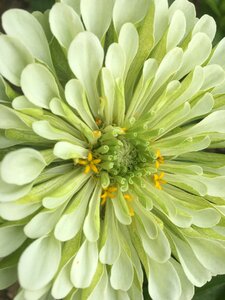 Nature summer white