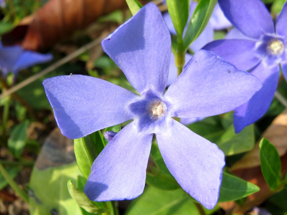 20140316Vinca_minor2