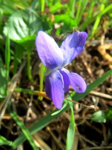 20140319Viola_odorata1