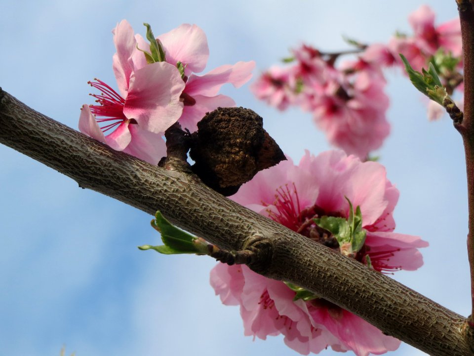 20140316Mandelbluete_Bruehl16