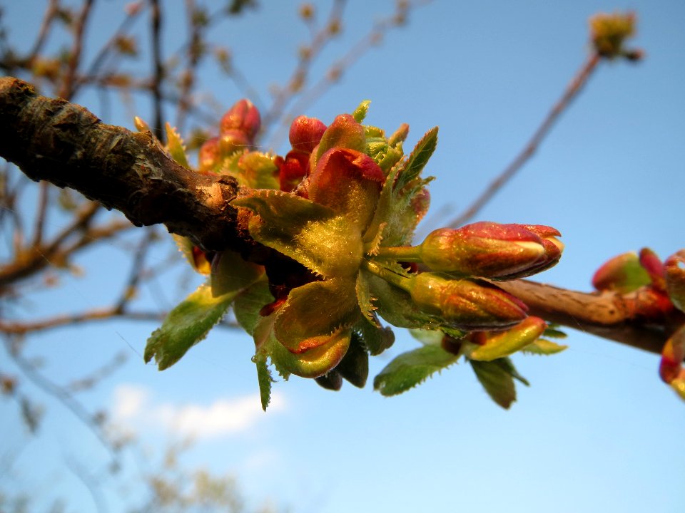 20140316Kirsche_Ketsch2