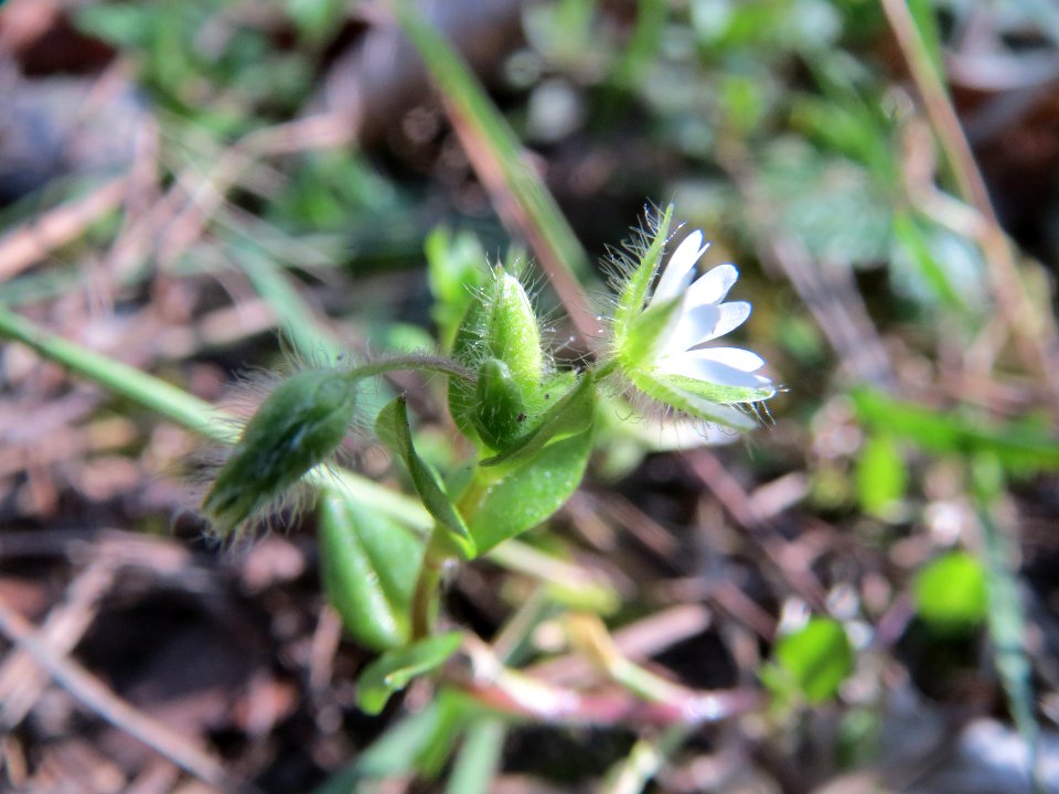 20140320Stellaria_media